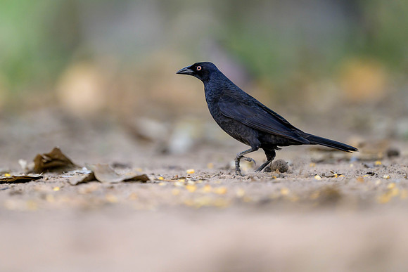 Giant Cowbird