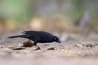 Giant Cowbird