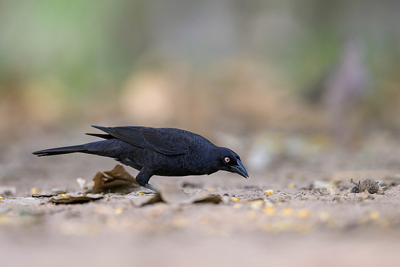 Giant Cowbird