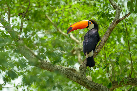 Toco Toucan
