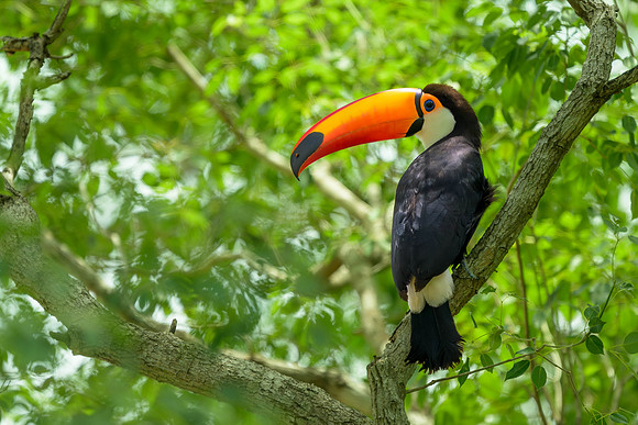 Toco Toucan