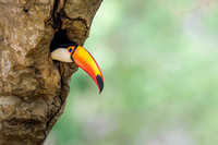 Toco Toucan