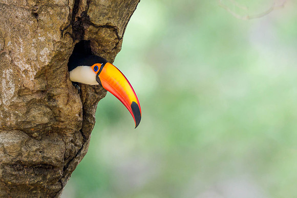 Toco Toucan