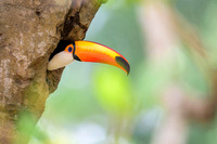 Toco Toucan