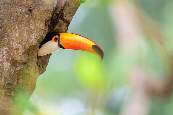 Toco Toucan