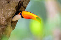 Toco Toucan