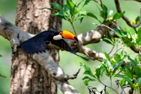 Toco Toucan