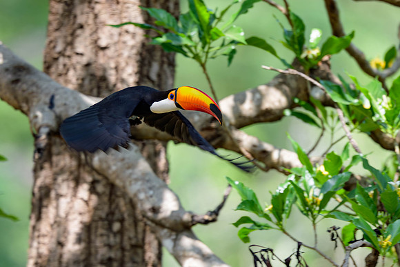 Toco Toucan