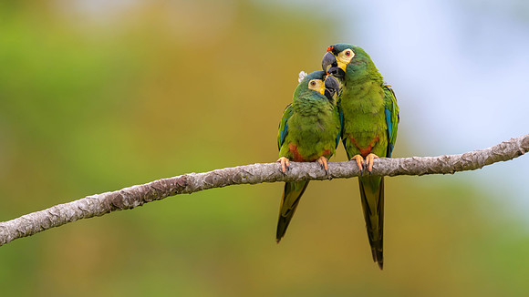 Blue-winged Macaw