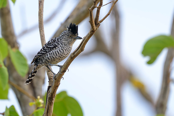 Barred Antshrike