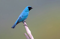 Swallow Tanager