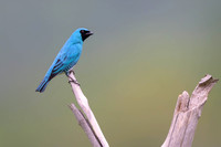 Swallow Tanager