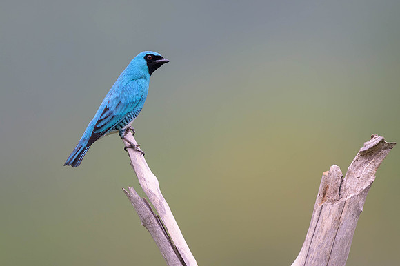 Swallow Tanager