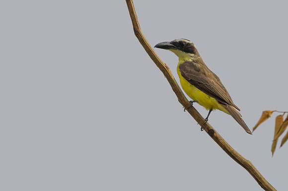Boat-billed Flycatcher