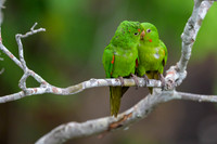 White-eyed Parakeet