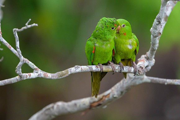 White-eyed Parakeet