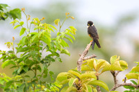 Bat Falcon