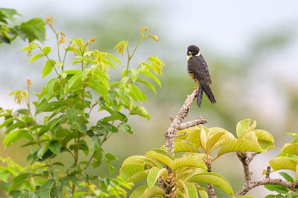Bat Falcon