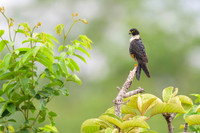 Bat Falcon