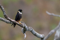 Bat Falcon