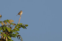 Grassland Sparrow