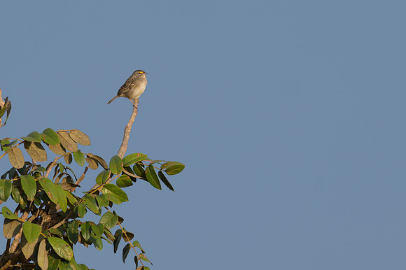 Grassland Sparrow