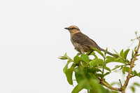Chalk-browed Mockingbird