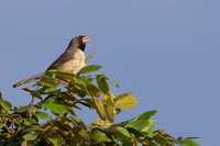 Black-throated Saltator