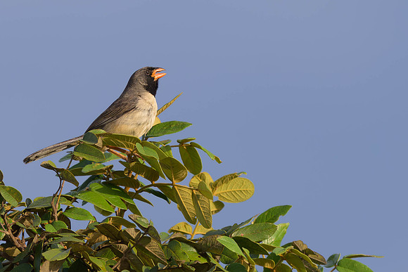 Black-throated Saltator