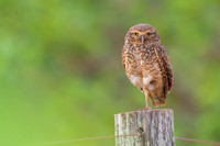 Burrowing Owl