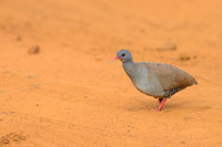 Small-billed Tinamou