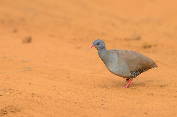 Small-billed Tinamou