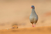 Small-billed Tinamou