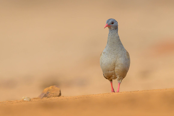Small-billed Tinamou