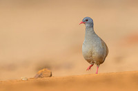 Small-billed Tinamou