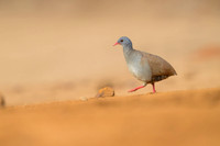 Small-billed Tinamou