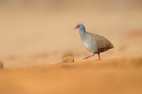 Small-billed Tinamou