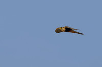 Aplomado Falcon