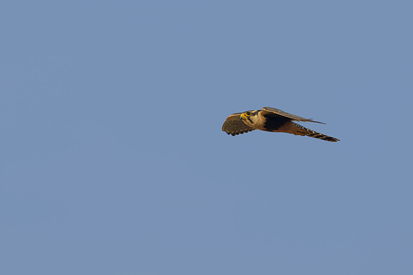 Aplomado Falcon