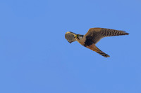 Aplomado Falcon