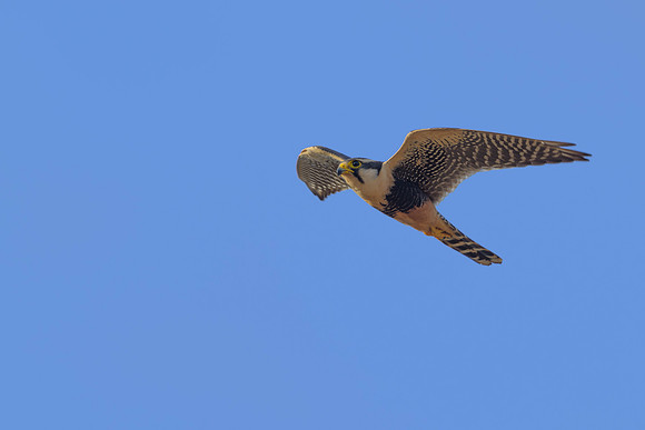 Aplomado Falcon