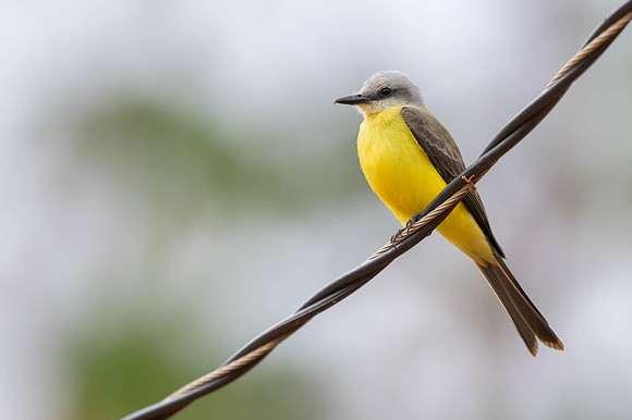 White-throated Kingbird