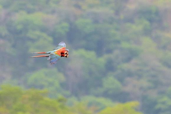 Red-and-Green Macaw