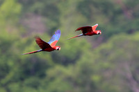 Red-and-Green Macaw