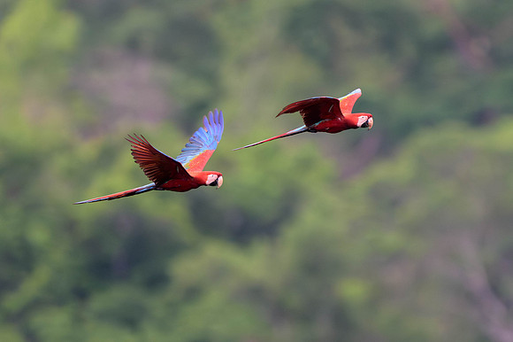 Red-and-Green Macaw