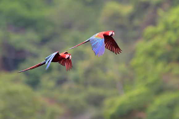 Red-and-Green Macaw