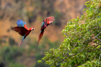 Red-and-Green Macaw
