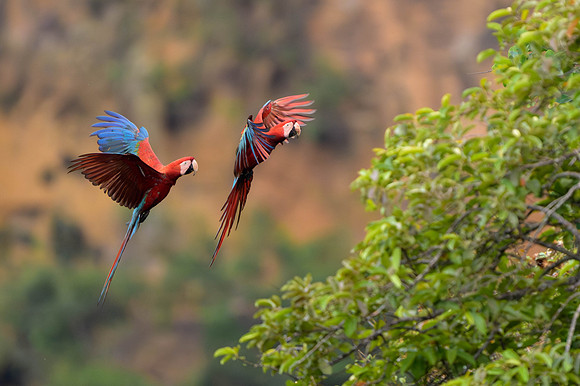 Red-and-Green Macaw