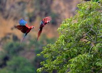 Red-and-Green Macaw