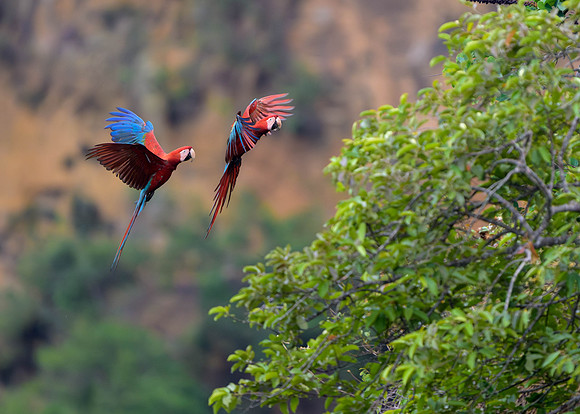 Red-and-Green Macaw